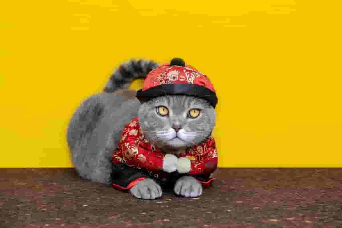 Fat Cat Costume