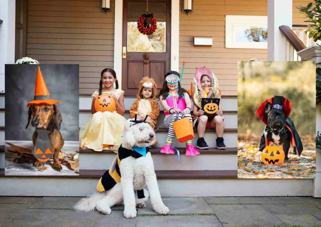 Halloween costumes for dogs